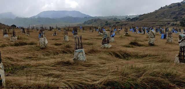 Massive afforestation showing enviromental degradation in a Meghalaya village (Image Source: KM-MBDA)