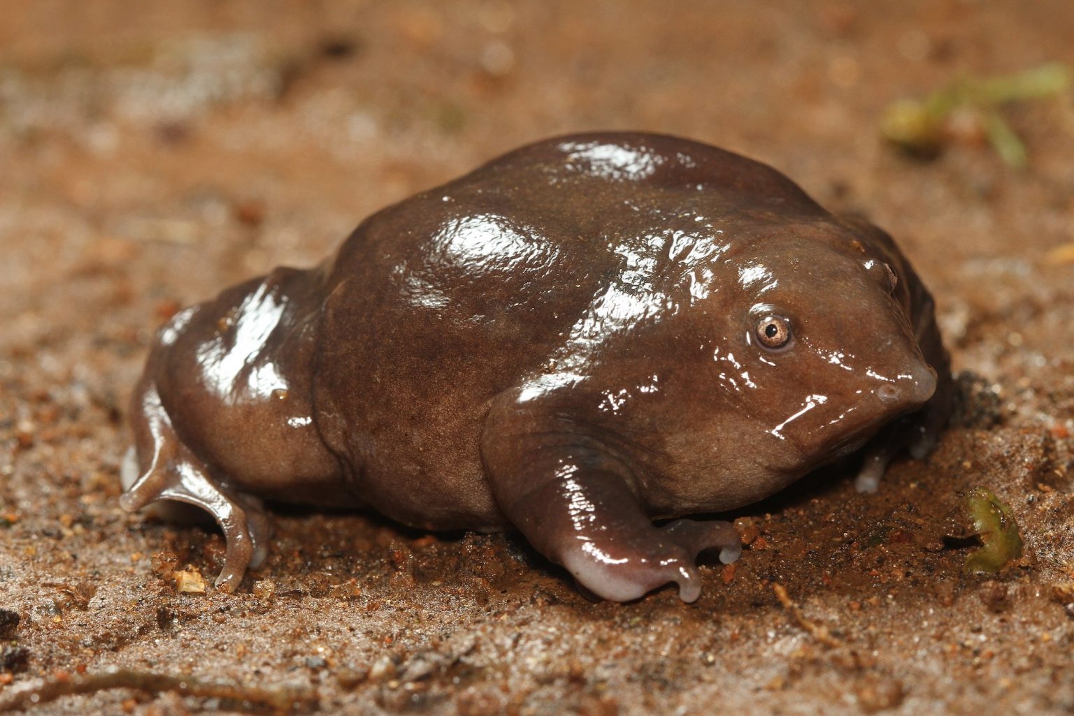 India’s purple frog, Nasikabatrachus sahyadrensis. © David V. Raju / Wikimedia Commons