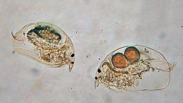 Water fleas,  crustaceans commonly inhabiting freshwater bodies (Image Source: Sameer Padhye)