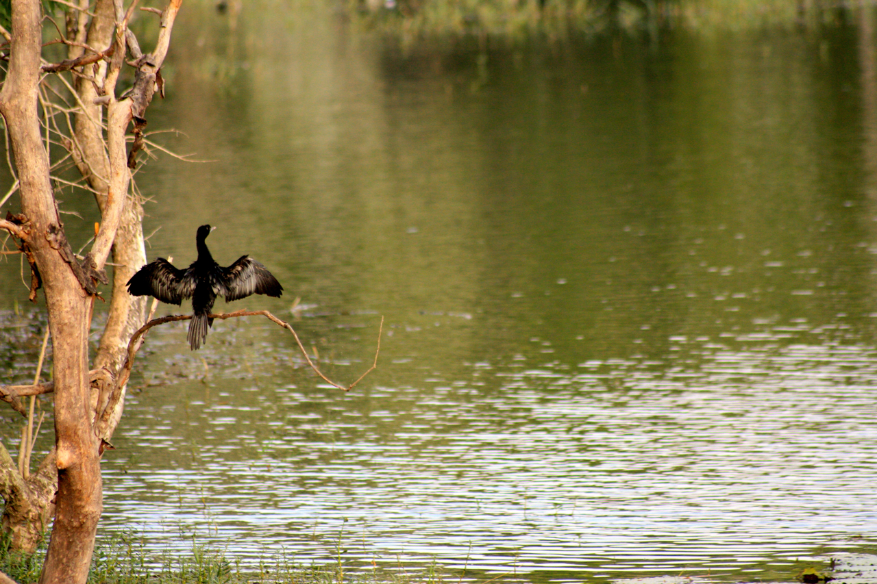 A Cormorant rests at the rejuvenated Kaikondanahalli lake (Image source: Hari Ganapathy)