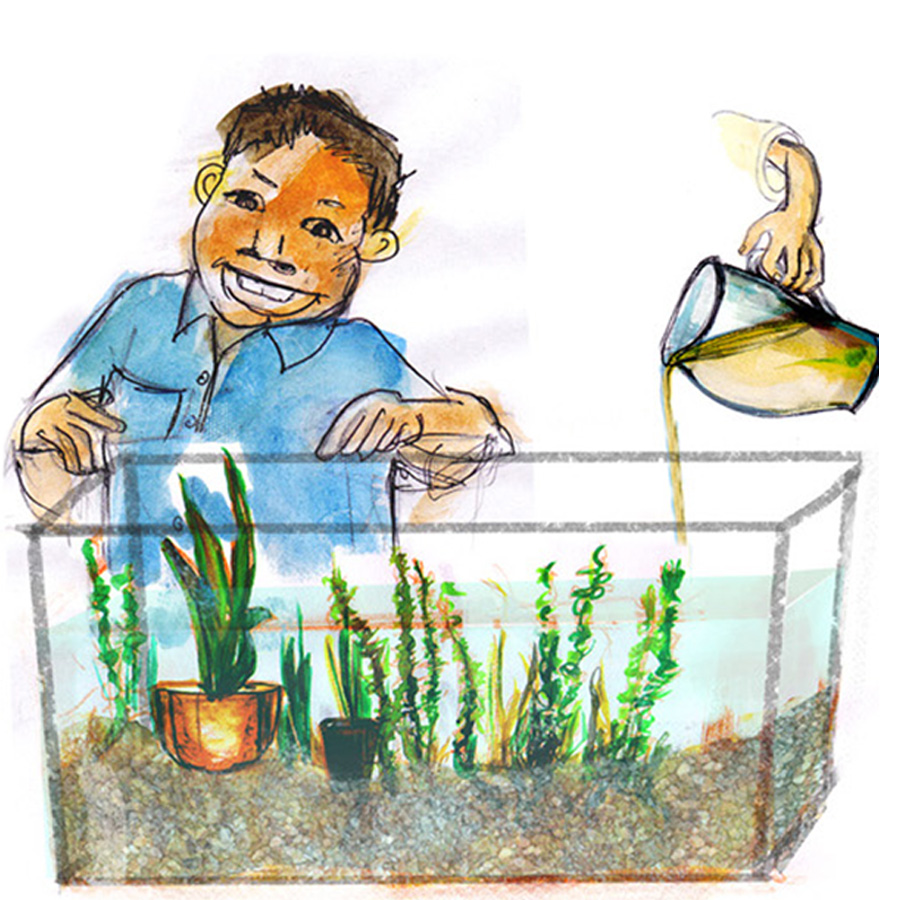 Make your own aquarium ecosystem