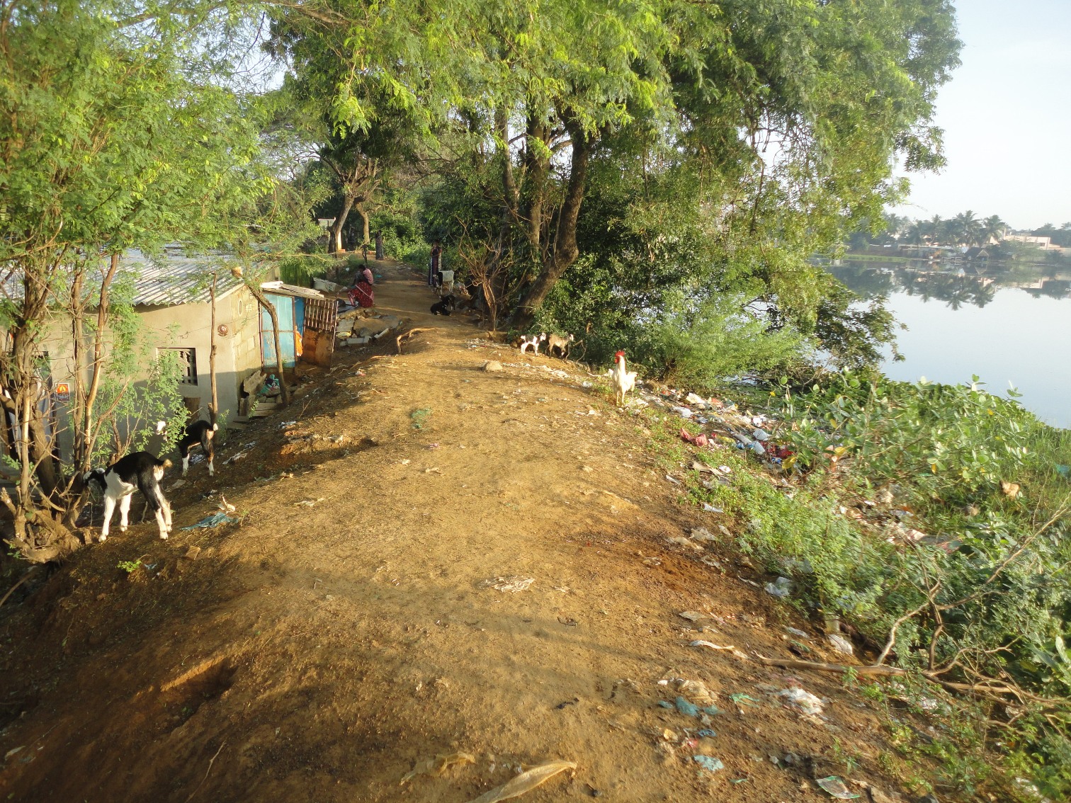 Present status of the tank 'bund' (Source: P Sakthivel)