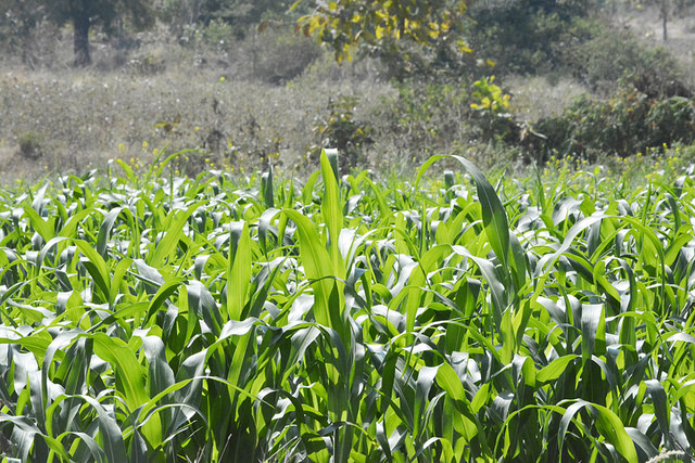 Farmers in India are suffering from failing crops and debts. (Source: IWP Flickr photos)