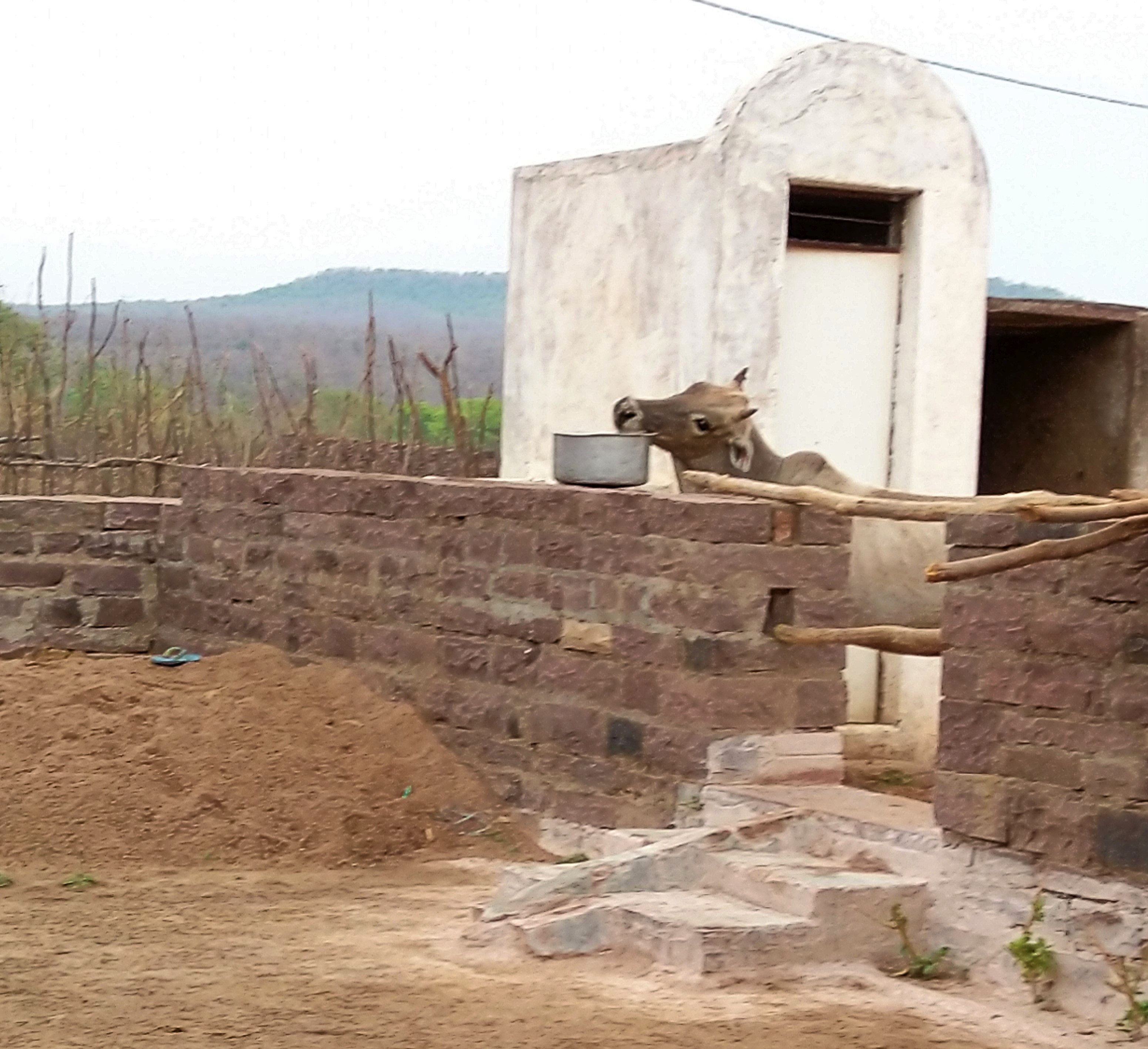 Water available neither for cows nor as a “waste” to toilet (Image: Rohit Kumar)