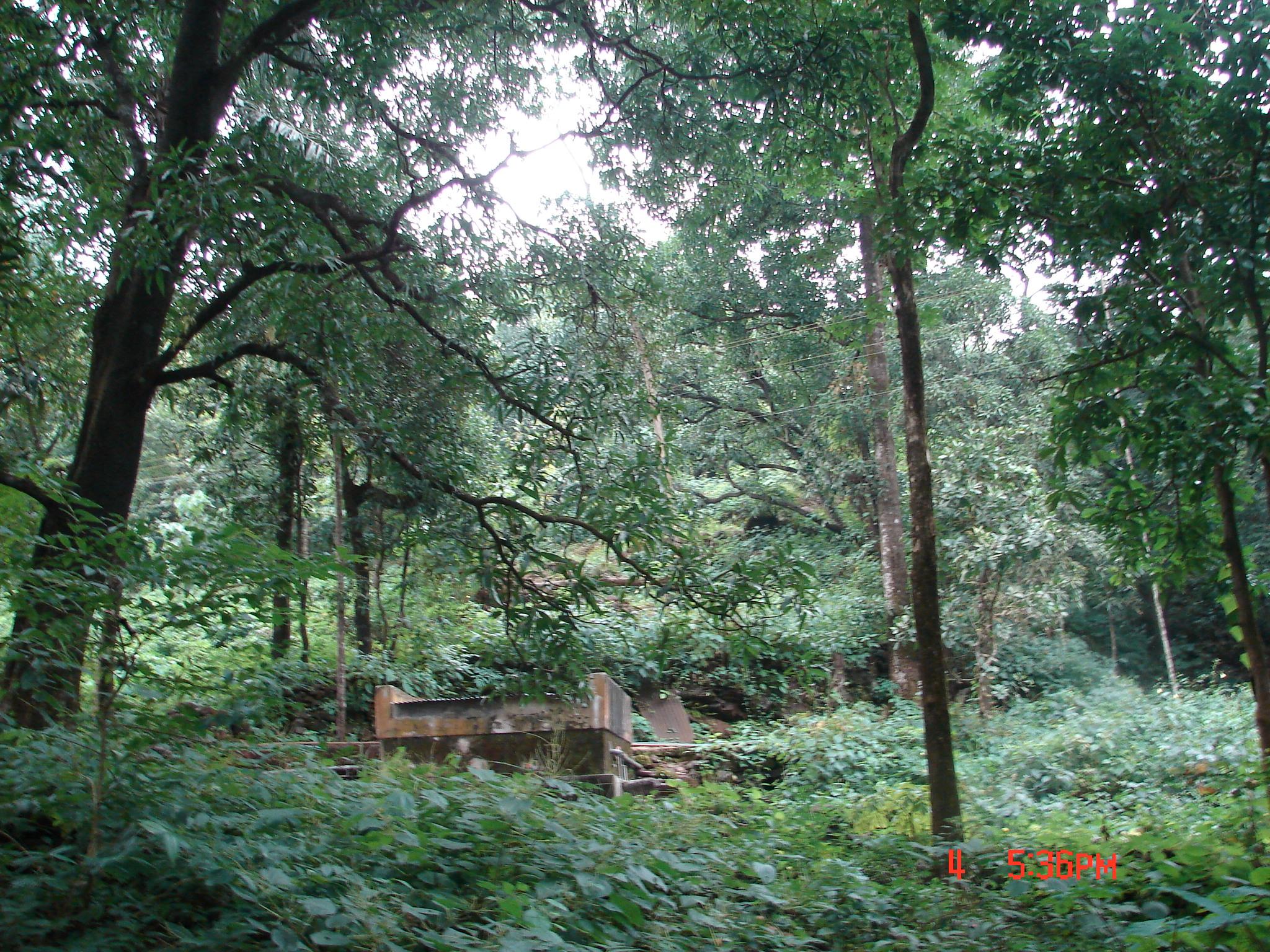 Spring tank at Derde, hidden in the forest.