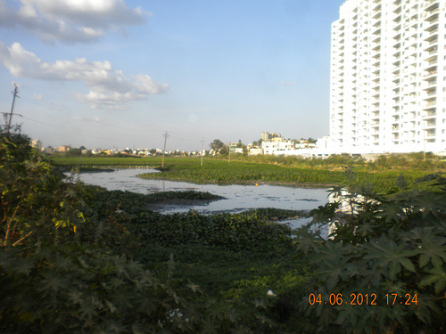 Sewage in Sarakki Lake Source: Sucheta Ramprakash