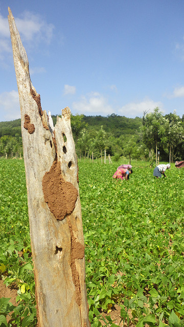 Providing counselling is one way of helping farmers out of their distress. (Source: IWP Flickr photos)