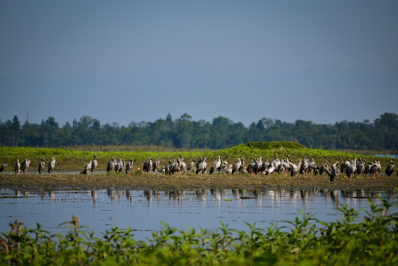 Rare migratory birds picking up insects and small fish from the beel