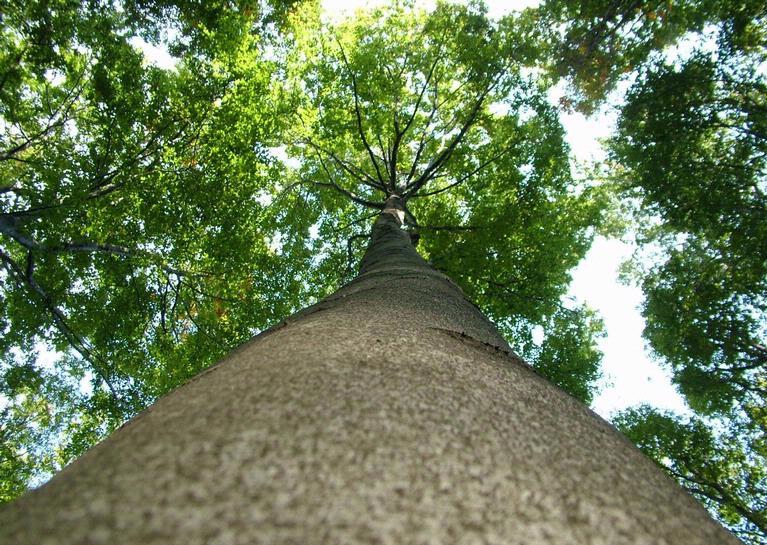 European Beech. Photo: Forestryimages.org/University of West Hungary/Norbert Frank