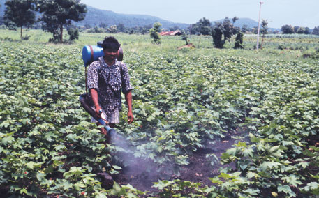 Cotton cultivators are on a seed and pesticide treadmill that is draining them of traditional skill