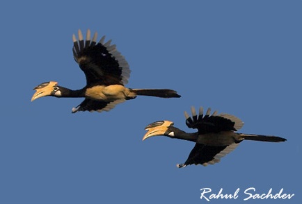 Hornbills at Kali Nadi