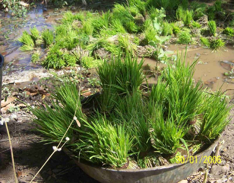 Paddy Seedlings