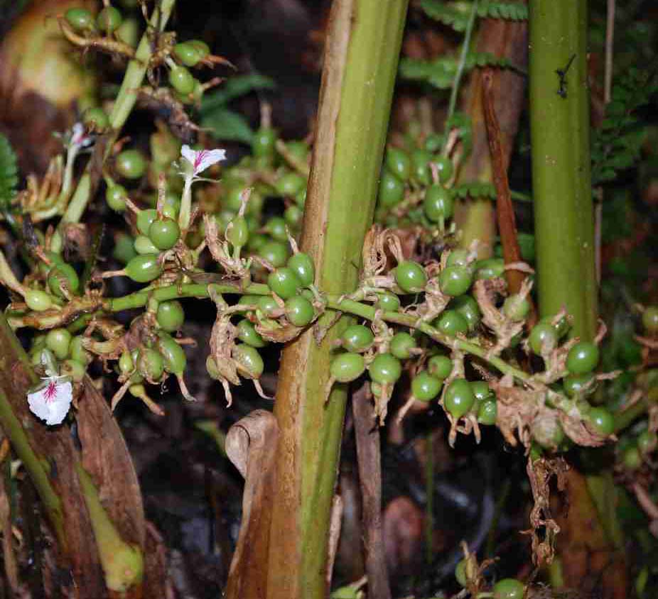 Plant Disease Management