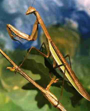 Praying Mantis