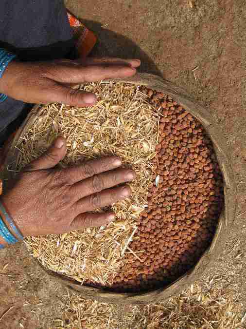 Saving Chickpea with Husk