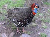 The Endangered Western Tragopan