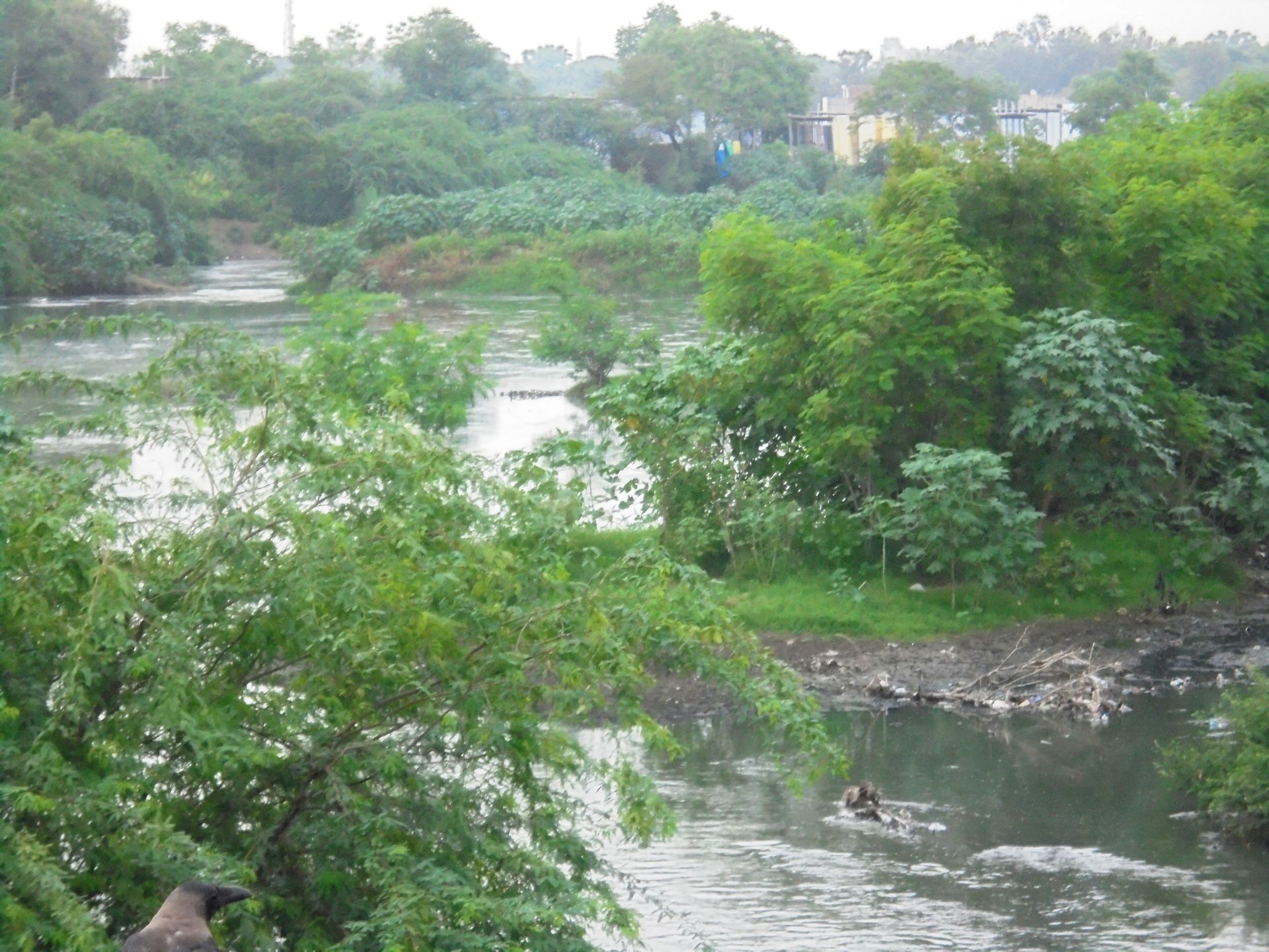 Amanishah nallah passing through Sanganer getting polluted