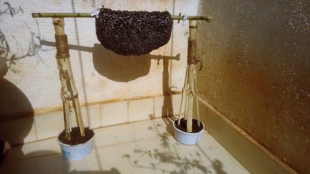 A relocated bee hive in a balcony in Pune. (Image source: Amit Godse)