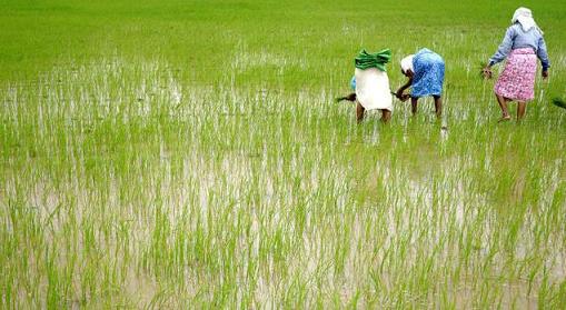 Changing paddy-growing methods can curb methane emissions — K.K. Mustafah 