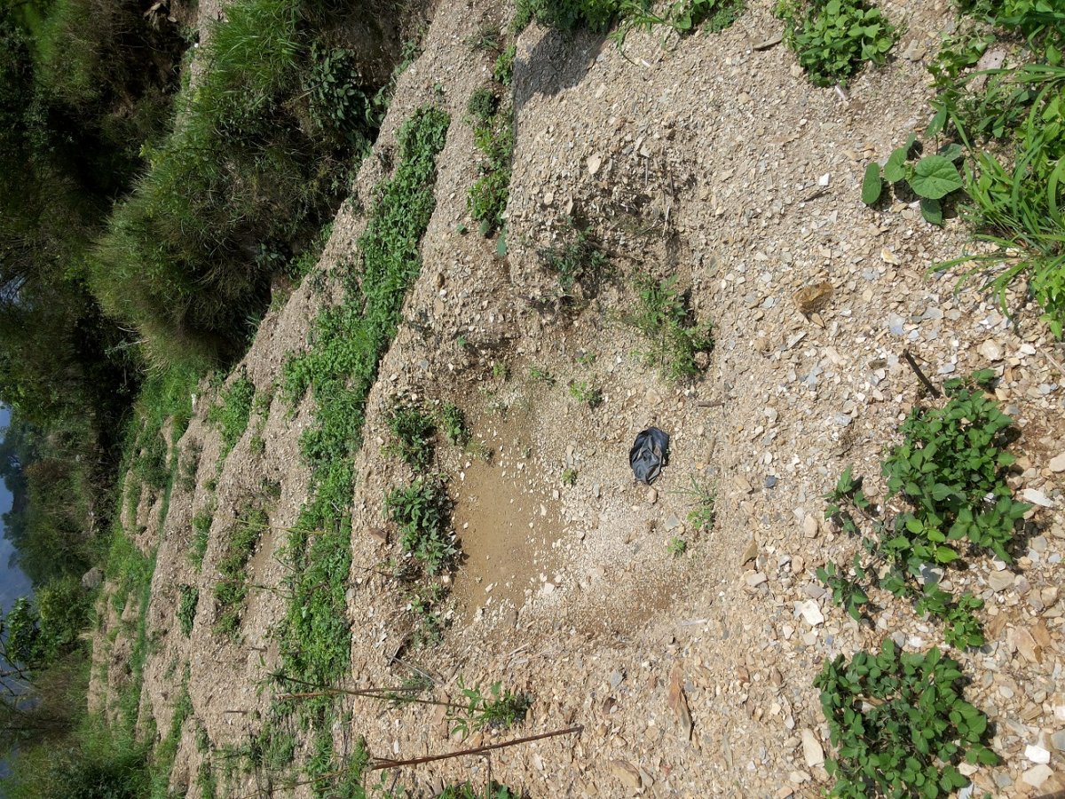 Bunds and pits created and plantation done in recharge area of the spring near Dangsari village.