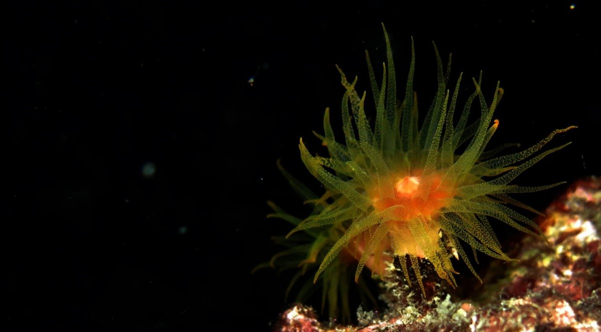 Tubastrea coral, often sold as red coral in illegal trade market (Photo : Vardhan Patankar)