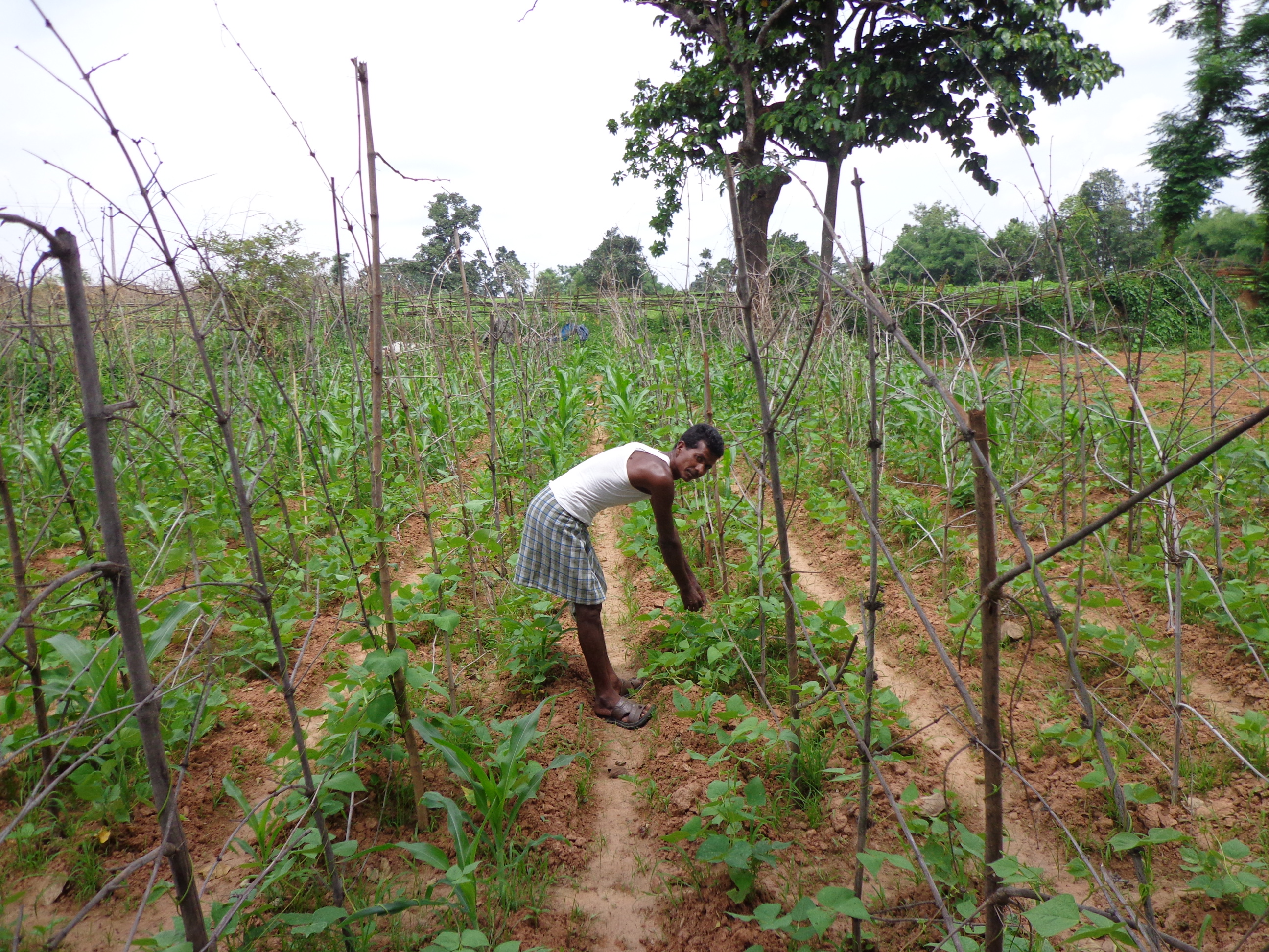 Chedua in his farm