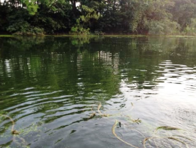 The cleaned and free flowing river Krishna at Dhom (Source: Makarand Shende)