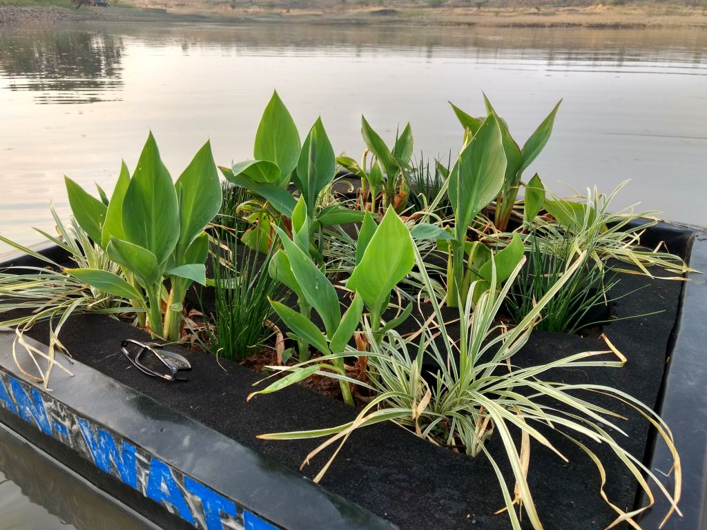 Floating islands help manage nutrients in the water bodies (Image: Clean Water)