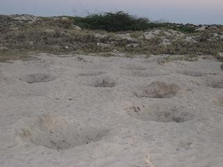 Dhanushkodi water holes