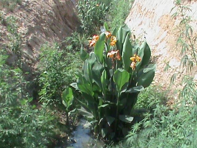 Greenery after implementing the reed-bed system.