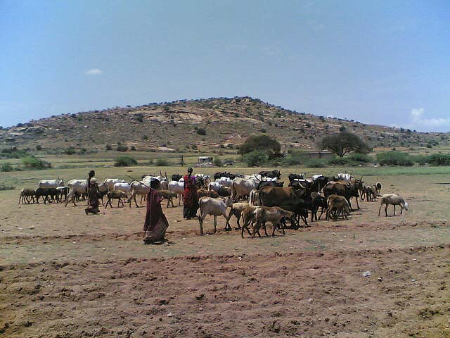 Drought in Anantapur; Image: Srinivas Krishna