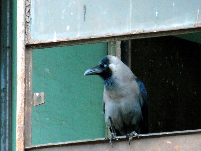 Local birds species like crows and sparrows are slowly vanishing in the area. The population of these birds has drastically reduced over the last two decades.