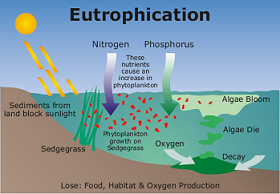 Eutrophication