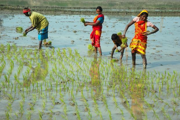 Paddy field