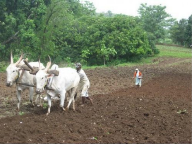 Farmer couple working in their fields