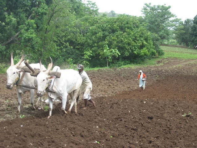 Farmer couple ploughing their fields