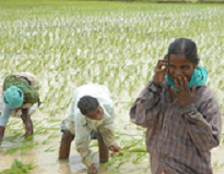 Farmers using mobiles for updates