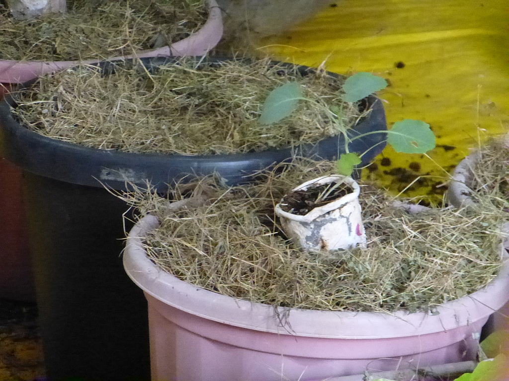 A single cauliflower seedling in a carefully mulched pot