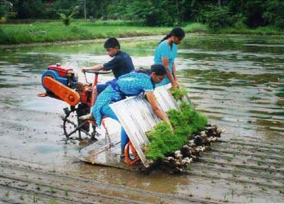 gender friendly rice implanter