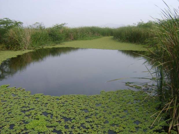 Gonchi channels were diversion-based channels earlier while they are now huge pits (called talipiri) that collect seepage flow downstream