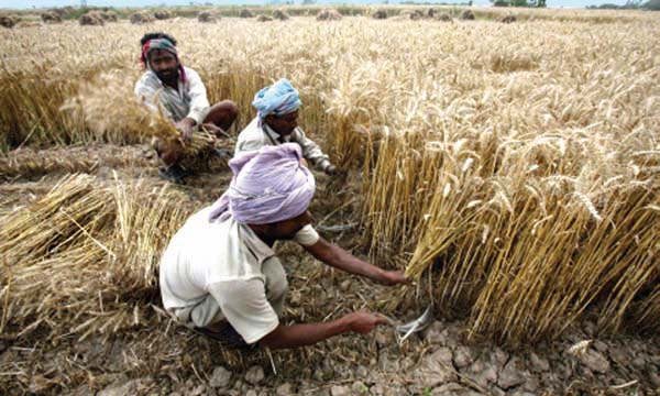 Harvesting of Wheat