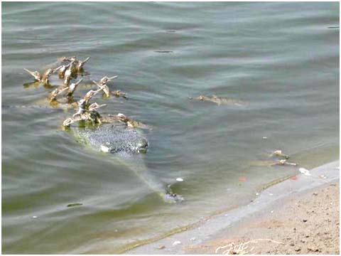 Gharial