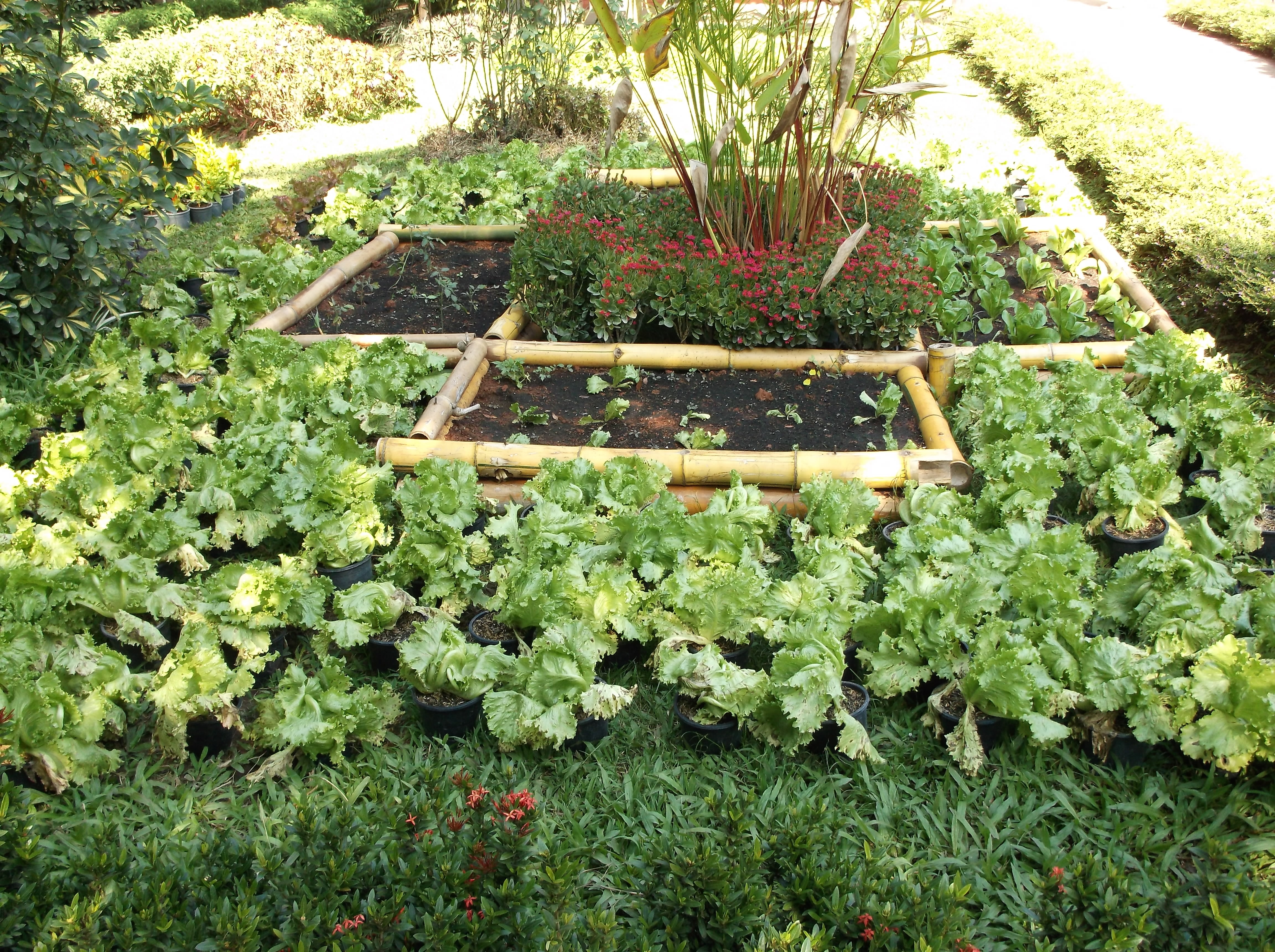 In just three months, the backyard of the orphanage looked like this ... full of vegetables