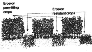 Agronomic Measures in Dryland Agriculture: An Overview