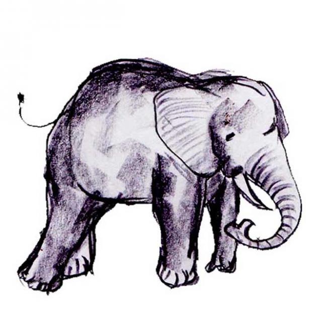 Elephant