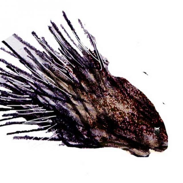 PORCUPINE