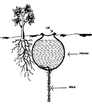 Pitcher irrigation