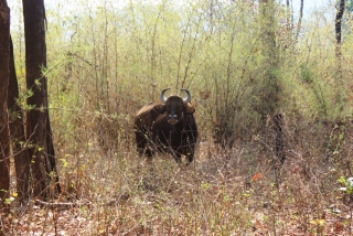 Bison