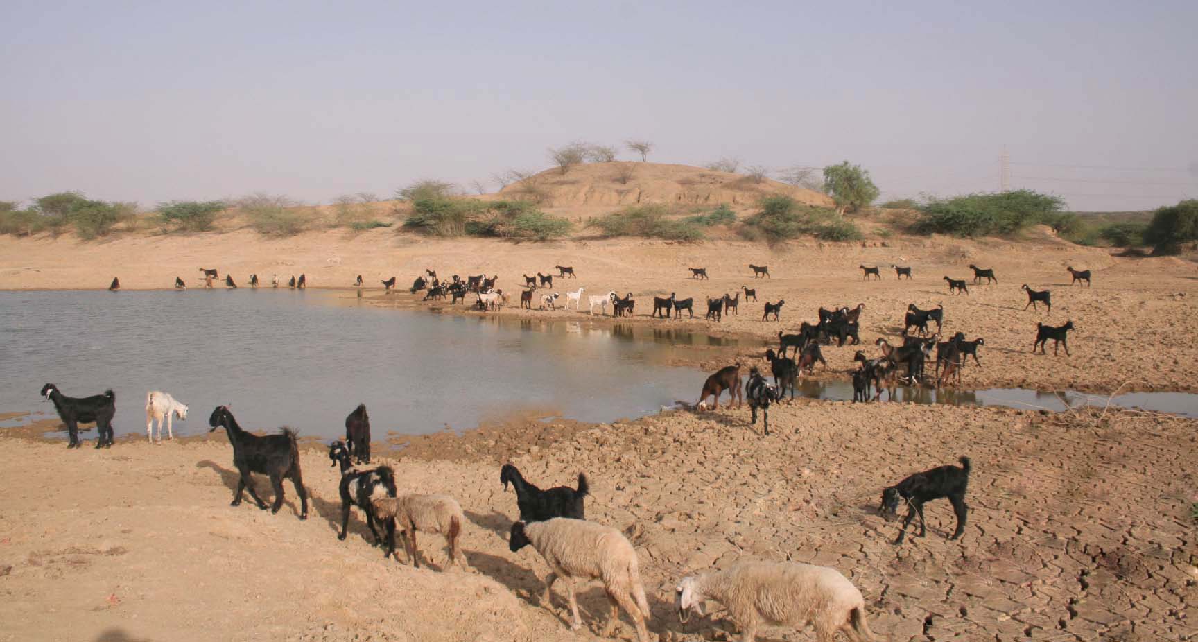 Gam Talav in Chitrod Gram Panchayat. Built in 2014 with support from a private donor and MGNREGA, 150 people worked for eight weeks to achieve this. Water has given the villagers the choice to look for livelihood alternatives in and around their villages. 