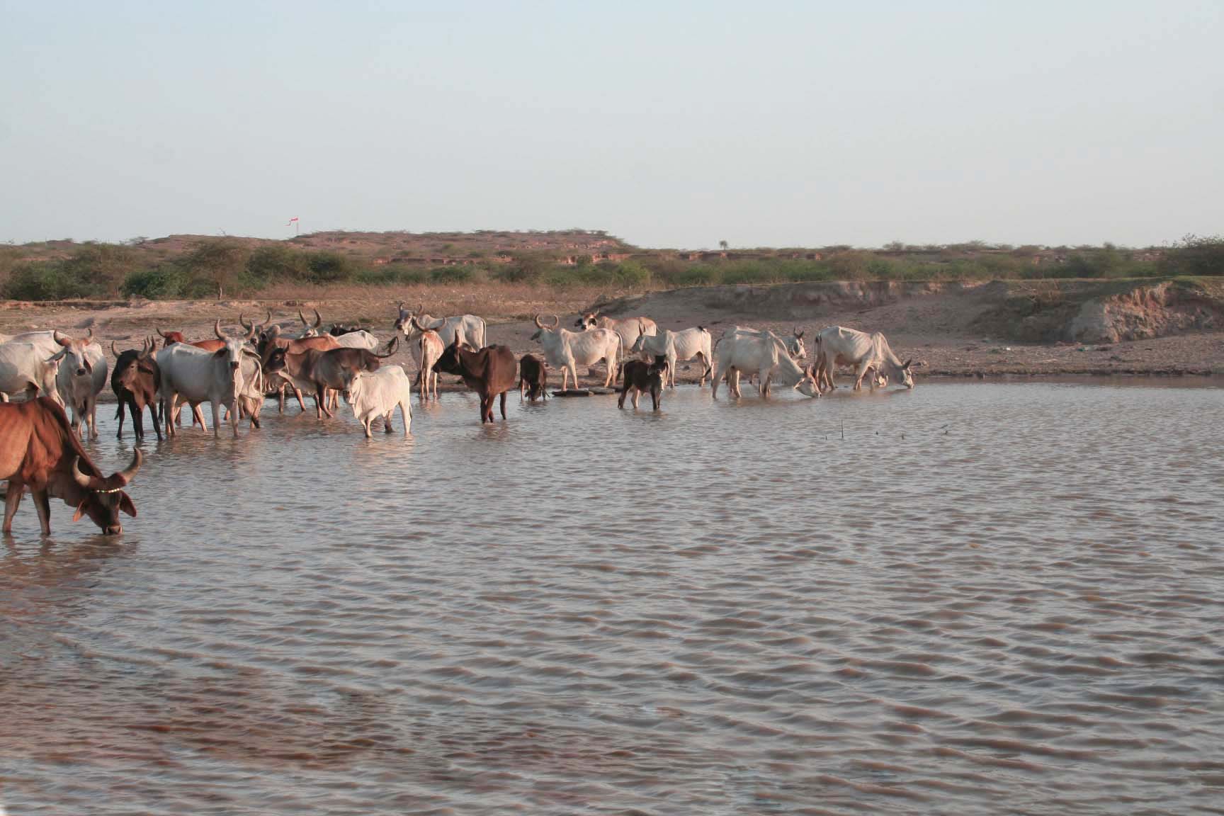 A herd of cows at the talav. Now there is a dairy collection point in the village and the Koli people have bought more cows last year to add to their business.